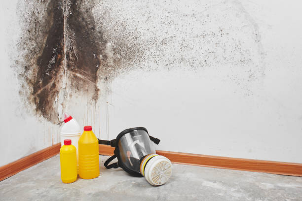 Best Mold Remediation Experts  in Saxon, SC