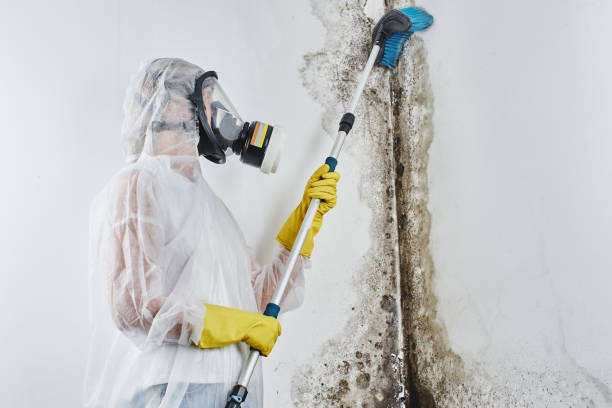 Best Attic Mold Removal  in Saxon, SC
