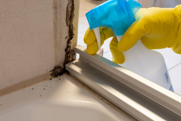 Best Mold Cleaning Services  in Saxon, SC