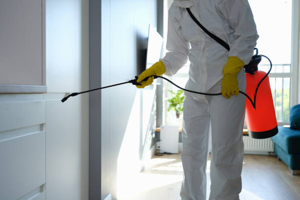 Best Same-Day Mold Removal  in Saxon, SC
