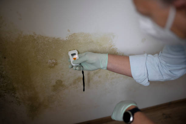 Mold Removal and Inspection in Saxon, SC