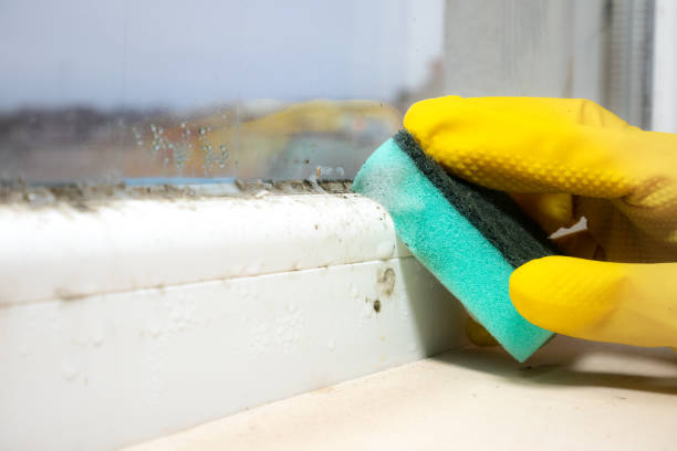 Office Mold Removal Services in Saxon, SC