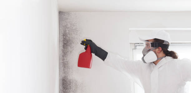 Best Office Mold Removal Services  in Saxon, SC
