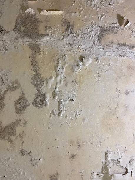 Best Mold Remediation  in Saxon, SC