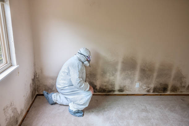 Best Home Mold Removal  in Saxon, SC
