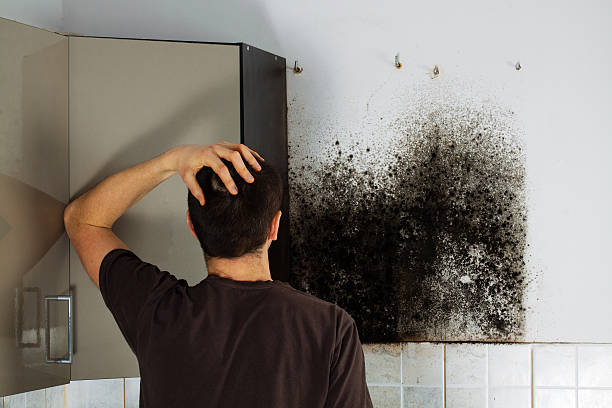 Best Mold Removal Company Near Me  in Saxon, SC